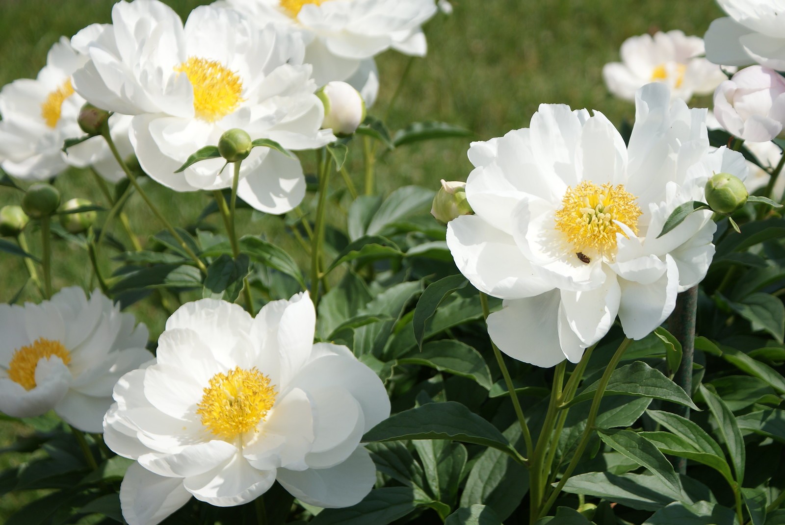 Paeonia ’Jan van Leeuwen’